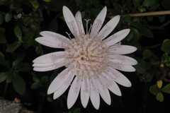 Gerbera pusilla